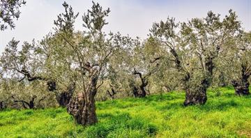 Warming temperatures threaten Greece's prized olive oil