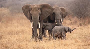 Conservationists ask Tanzania to ban sport hunting of elephants