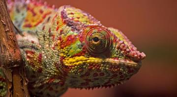 A fifth of world's reptile species deemed threatened with extinction