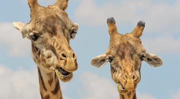 Giraffes and parrots among one million species 'at threat of extinction'