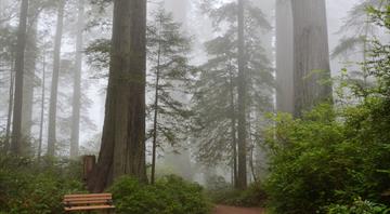 US Forests Will Stop Absorbing Carbon by 2070