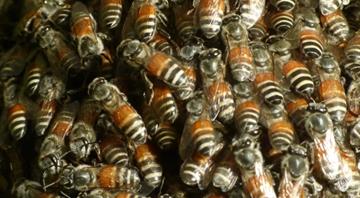 Colony of invasive red dwarf honeybee found for first time in Europe