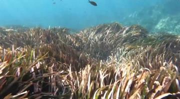 Local teams in Tunisia save sea plants from warming waters 