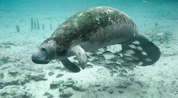 Florida to feed starving manatees in rare conservation move