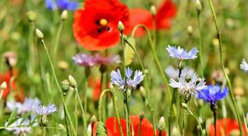 England’s nature-friendly farming budget to be cut by £100m