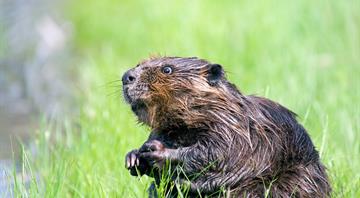 A focus on beaver restoration to fight climate change