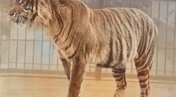 Indonesia seeks more proof that Javan tiger may no longer be extinct