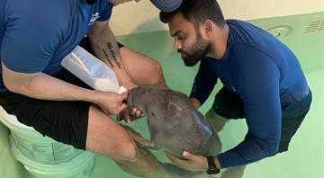 The Environment Agency – Abu Dhabi Saves and Rehabilitates Malqout the Dugong