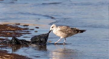 Number of plastic bags found on UK beaches down 80% since charge introduced