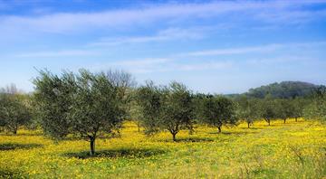 Spanish olive trees find new home on Hungary's slopes as climate warms