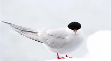 Five seabirds added to UK red list of most concern