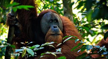 Fears for orangutans, dolphins as Indonesia presses on with new capital