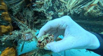 UAE: Ancient Emirati techniques help restore coral reefs