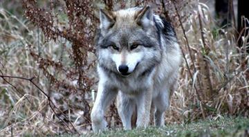 U.S. judge restores federal protections to gray wolf