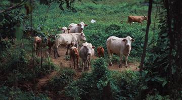 Methane emissions rising in beef-rich Brazil, climate group Methane emissions rising in beef-rich Brazil, climate group