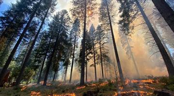 Wildfires are destroying California's forest carbon credit reserves, study says