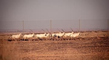 20 Arabian Oryx Released in Shumari Wildlife Reserve in Jordan