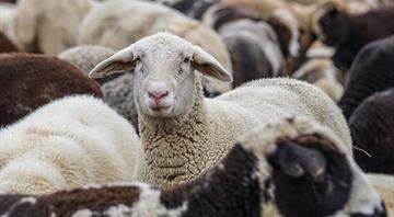 Australia's red meat industry drops 2030 carbon neutral goal Australia's red meat industry drops 2030 carbon neutral goal