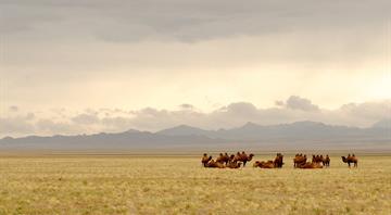Mongolia signs landmark climate finance deal for its grasslands