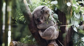 Australia lists koalas as endangered in two eastern states