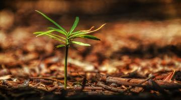 ‘Every tree counts’: Dutch come up with cunning way to create forests for free