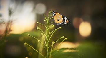 ‘Warning sign to us all’ as UK butterfly numbers hit record low