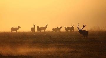 Collapsing wildlife populations near ‘points of no return’, report warns