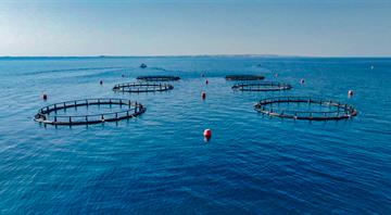 Environment Agency –Abu Dhabi launches sea cage aquaculture project using Artificial Intelligence tools