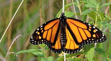 Monarch butterfly numbers dip to second lowest level in Mexico wintering grounds