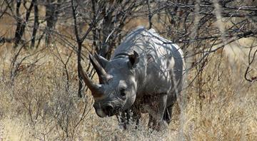 Namibia rhino poaching surged 93% in 2022