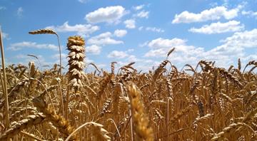 ‘Climateflation’ could push up UK food prices by more than a third by 2050, report says ‘Climateflation’ could push up UK food prices by more than a third by 2050, report says
