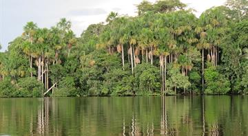 Peru and US strike $20 mln Amazon-focused debt for nature deal