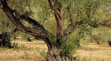 Lebanon says fires destroy 40,000 olive trees, blames Israeli shelling