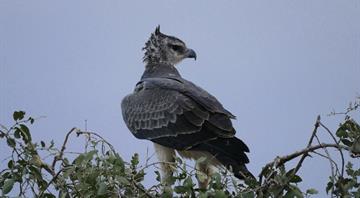 Birds of prey in Africa experiencing population collapse, study finds