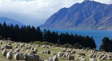 New Zealand farmers protest agricultural emissions plan