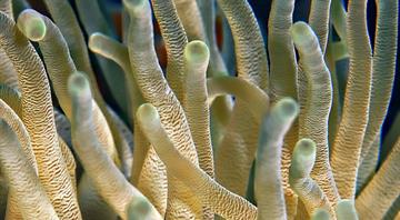 UAE team wins $1m funding boost for climate-busting corals plan