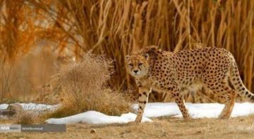 Iran says only 12 Asiatic cheetahs left in the country