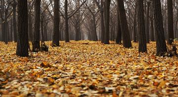 World's underground fungal life to be mapped for first time