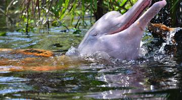 'Magical' pink dolphins rescued in Bolivia in push to boost species