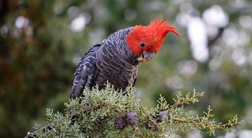 Australian populations of threatened bird species fall 60% in past 40 years