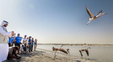 The Environment Agency–Abu Dhabi, in Collaboration with the Yas SeaWorld® Research & Rescue Center, Successfully Rehabilitated and Released 10 Greater Flamingos from Al Wathba Wetland Reserve