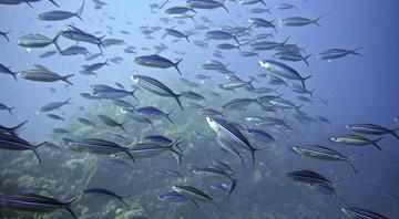 Experts highlight fifteen urgent issues facing ocean biodiversity over next decade