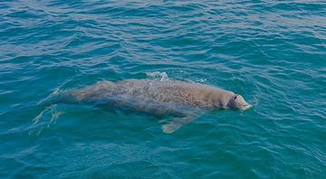 Abu Dhabi's marine ecosystem thrives with coral, dugong, and turtle Abu Dhabi's marine ecosystem thrives with coral, dugong, and turtle