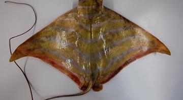 Environment Agency–Abu Dhabi Discovers New Eagle Ray Species in Abu Dhabi Waters