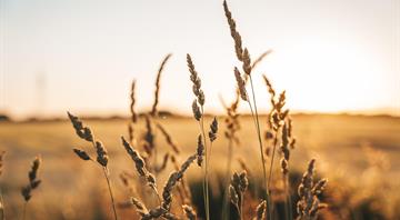 UAE to use AI to support millions of farmers in climate fight UAE to use AI to support millions of farmers in climate fight