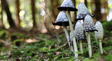 Magic mushrooms: how scientists discovered fungi are the secret ingredient for restoring the world’s forests Magic mushrooms: how scientists discovered fungi are the secret ingredient for restoring the world’s forests