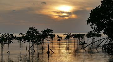 Half of world's mangroves under threat, says conservation group