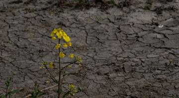 Study: Climate Change Threatens Agricultural Crops with Extinction