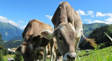 Satellites detect California cow burps, a major methane source, from space Satellites detect California cow burps, a major methane source, from space