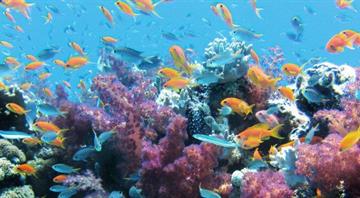 Coral in the Mediterranean Threatened by Heatwaves